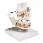 Model żuchwy i szczęki z zębami VE281