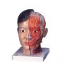 Anatomiczny model głowy z szyją (sylwetka azjatycka), 4-części, C06