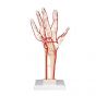 Szkielet dłoni z tętnicami,  M17