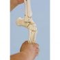 Model szkieletu nogi z połową miednicy oraz elastyczną stopą Erler Zimmer