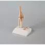 Model miniatury przekroju poprzecznego stawu kolanowego Erler Zimmer