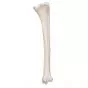 Tibia A35/3 3B Scientific