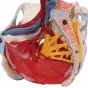 Model miednicy żeńskiej z więzadłami, naczyniami, nerwami, dnem miednicy i organami, 6 części, H20/4 