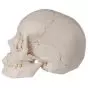 Składana czaszka dorosłego człowieka model anatomiczny 22-częściowy A290
