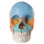 Model czaszki dorosłego człowieka - dydaktyczny, kolorowa wersja, 22 części A291