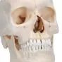Model czaszki BONElike™, 6 części A281