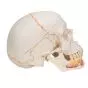 Klasyczny model czaszki z odkrytą dolną szczęką A22