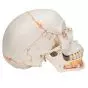 Standardowy model czaszki z odkrytą dolną szczęką A22/1