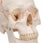 Klasyczny model ludzkiej czaszki, 3 części, A21