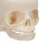 Model embrionalnej czaszki bez podstawy A25