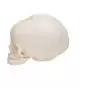 Model embrionalnej czaszki bez podstawy A25