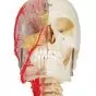 Model czaszki łączonej przezroczysto/kostnej (BONElike™ ) A283