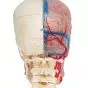 Model czaszki łączonej przezroczysto/kostnej (BONElike™ ) A283