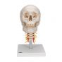 Model ludzkiej czaszki z kręgami szyjnymi, A20/1