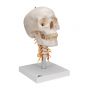 Model ludzkiej czaszki z kręgami szyjnymi, A20/1