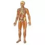 Szkielet człowieka z więzadłami V2001U