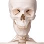 Model szkieletu LEO z więzadłami, stojący na statywie, A12