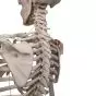 Model szkieletu LEO z więzadłami, stojący na statywie, A12