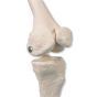 Miniatura modelu szkieletu - "Shorty" -  z pomalowanymi przyczepami mięśniowymi A18/5