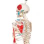 Miniaturowy model szkieletu - "Shorty" – z ręcznie pomalowanymi mięśniami podwieszony na statywie A18/6