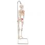 Miniaturowy model szkieletu - "Shorty" – z ręcznie pomalowanymi mięśniami podwieszony na statywie A18/6
