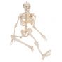 Model miniatury ludzkiego szkieletu - shorty - A18/1 na stojaku