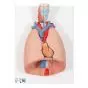 Model płuc z krtanią, 7 części G15