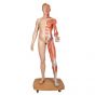 Dwupłciowy model mięśni ludzkiego ciała  B53