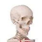 Szkielet Anatomiczny MAX stojący na statywie, A11