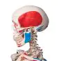 Szkielet Anatomiczny MAX stojący na statywie, A11