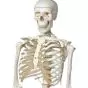 STAN, Model szkieletu człowieka na statywie A10/1