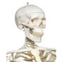 Model ludzkiego szkieletu Stan, zamontowany na stojaku o czterogwiezdnej podstawie A10