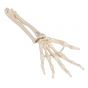 Model elastycznego szkieletu prawej dłoni z kością promieniową i łokciową, A40/3R