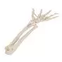 Model elastycznego szkieletu prawej dłoni z kością promieniową i łokciową, A40/3R