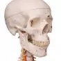 Model szkieletu SAM wiszący na statywie z ruchomym kręgosłupem A13/1
