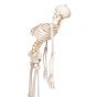 Elastyczny model ludzkiego szkieletu FRED, z zamontowanymi nogami i rękami A15