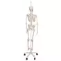 Funkcjonalny model szkieletu człowieka, A15/3S