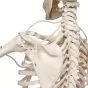 Funkcjonalny model szkieletu człowieka, A15/3S