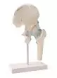 Model stawu biodrowego z więzadłami Erler Zimmer
