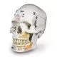 Luksusowy model dentystyczny czaszki A27