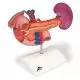 Model tylnich organów górnego brzucha K22/2
