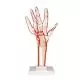 Szkielet dłoni z tętnicami,  M17