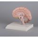 Model prawej połowy mózgu Erler Zimmer