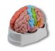 Model obszarów funkcjonalnych mózgu, 5 części Erler Zimmer