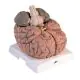 Mózg gigant, powiększony 2,5 krotnie, 14 części VH409