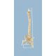 Elastyczny kręgosłup z kikutami kości udowych Erler Zimmer A151