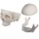 Model czaszki, 3 części Erler Zimmer