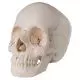 Składana czaszka dorosłego człowieka model anatomiczny 22-częściowy A290