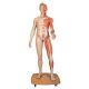 Dwupłciowy model mięśni ludzkiego ciała  B53