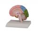 Model połowy mózgu Erler Zimmer